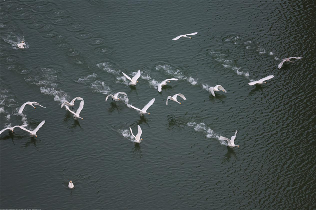 图片62.png 图片62.png