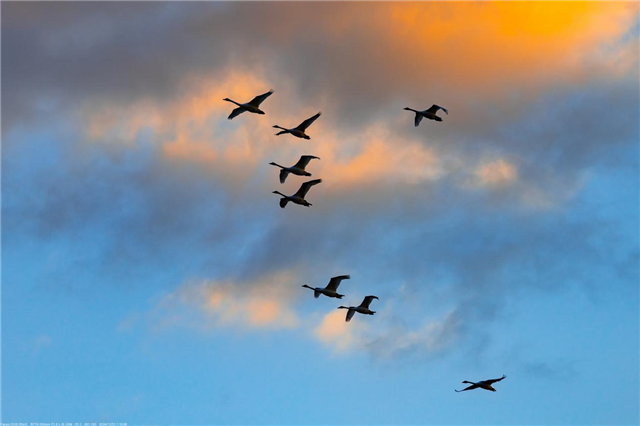 图片63.png 图片63.png