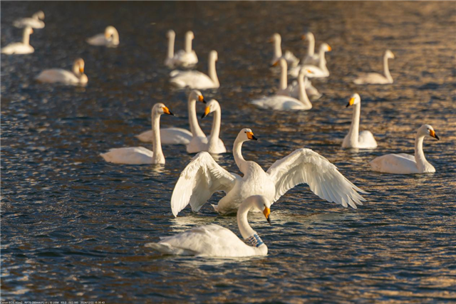 图片64.png 图片64.png