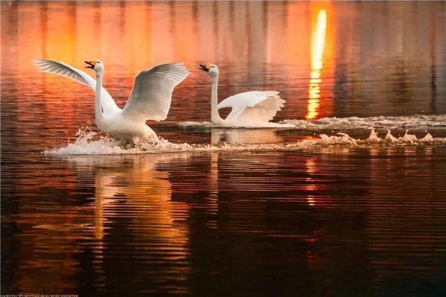 图片8.png 图片8.png